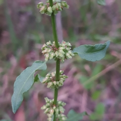 Rumex conglomeratus
