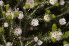 Petrophile scabriuscula