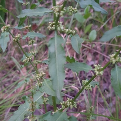 Rumex conglomeratus