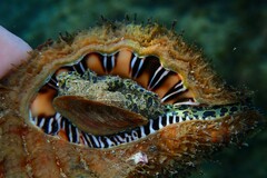 Monoplex parthenopeus