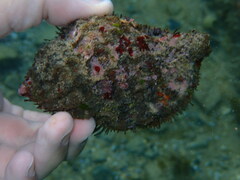 Monoplex parthenopeus