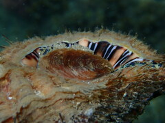 Monoplex parthenopeus