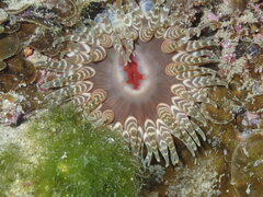 Phlyctenanthus australis