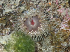 Phlyctenanthus australis