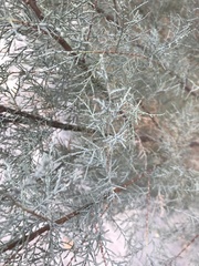 Tamarix