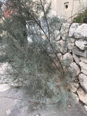 Tamarix