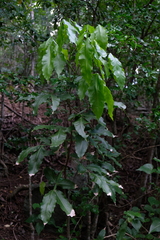 Melicoccus bijugatus