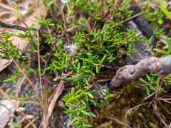 Cryptandra tomentosa