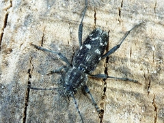 Xylotrechus rusticus