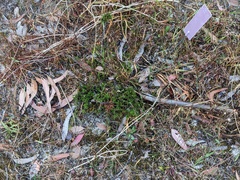 Cryptandra tomentosa