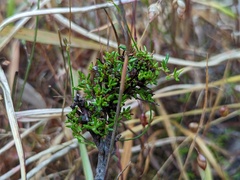 Cryptandra tomentosa