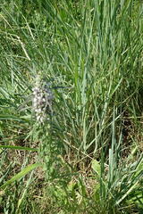 Leonurus glaucescens