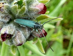 Phytoecia caerulescens