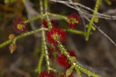 Melaleuca scitula
