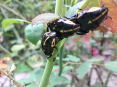 Coleoptera