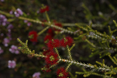 Melaleuca scitula
