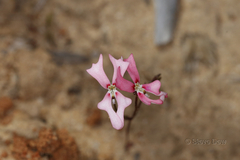 Stylidium calcaratum
