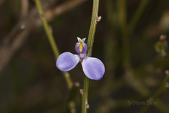 Comesperma scoparium