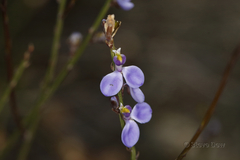 Comesperma scoparium