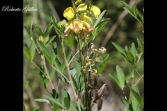 Crotalaria micans