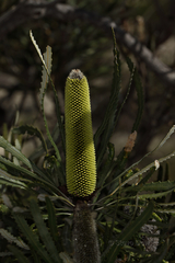 Banksia attenuata