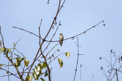 Muscicapa griseisticta