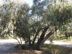 Eucalyptus goniocalyx