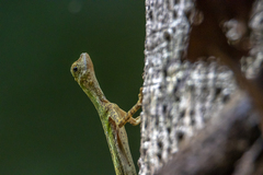 Draco melanopogon