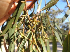 Eucalyptus goniocalyx