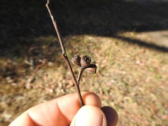 Eucalyptus goniocalyx