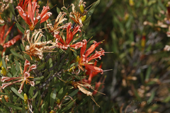 Lambertia