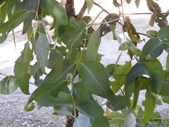 Eucalyptus goniocalyx