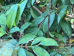 Dracaena surculosa