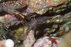 Rhynchocinetes serratus