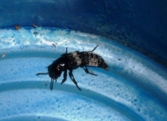 Creophilus maxillosus