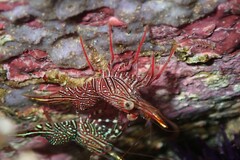 Rhynchocinetes serratus