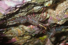 Rhynchocinetes serratus