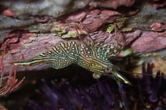 Rhynchocinetes serratus