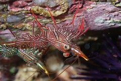 Rhynchocinetes serratus