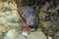 Dardanus crassimanus