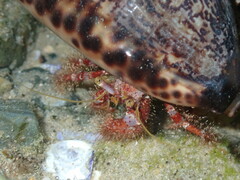 Dardanus crassimanus