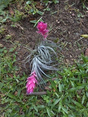 Tillandsia stricta