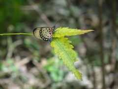 Acraea natalica