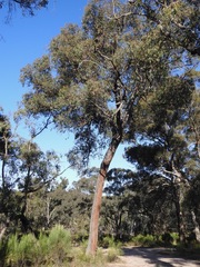Eucalyptus macrorhyncha