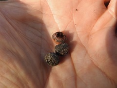 Eucalyptus macrorhyncha