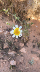 Glebionis coronaria