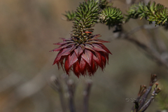 Darwinia neildiana