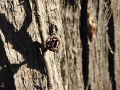 Eucalyptus macrorhyncha