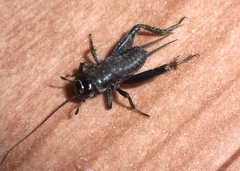 Modicogryllus frontalis
