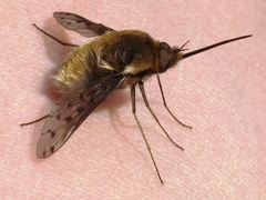 Bombylius medius
